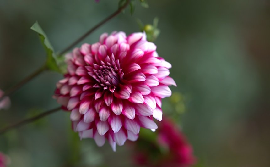 Flower-garden-feb2023