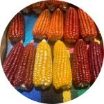 multi coulour corn