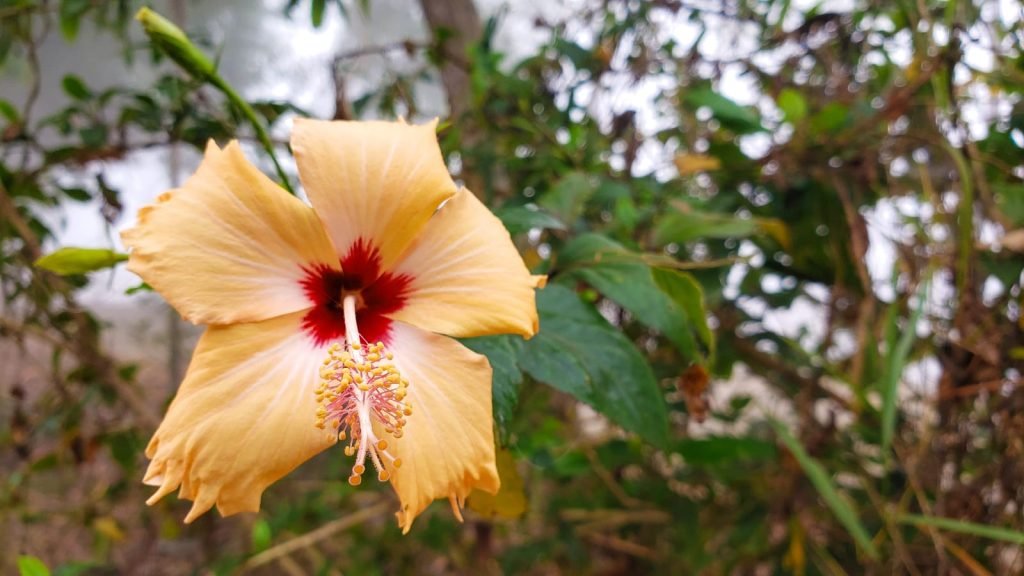 Malaysian Flower Sunyoga