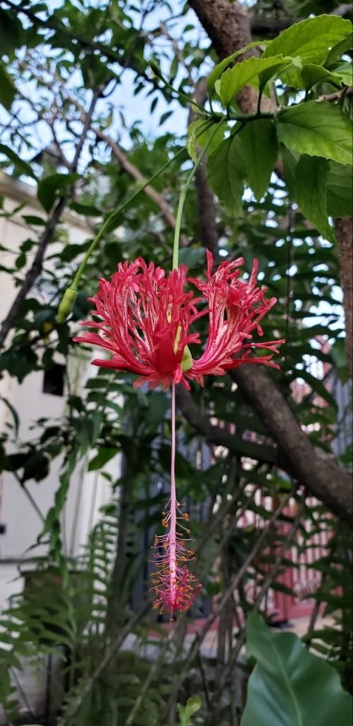 Flower-Malaysia-Ramdas