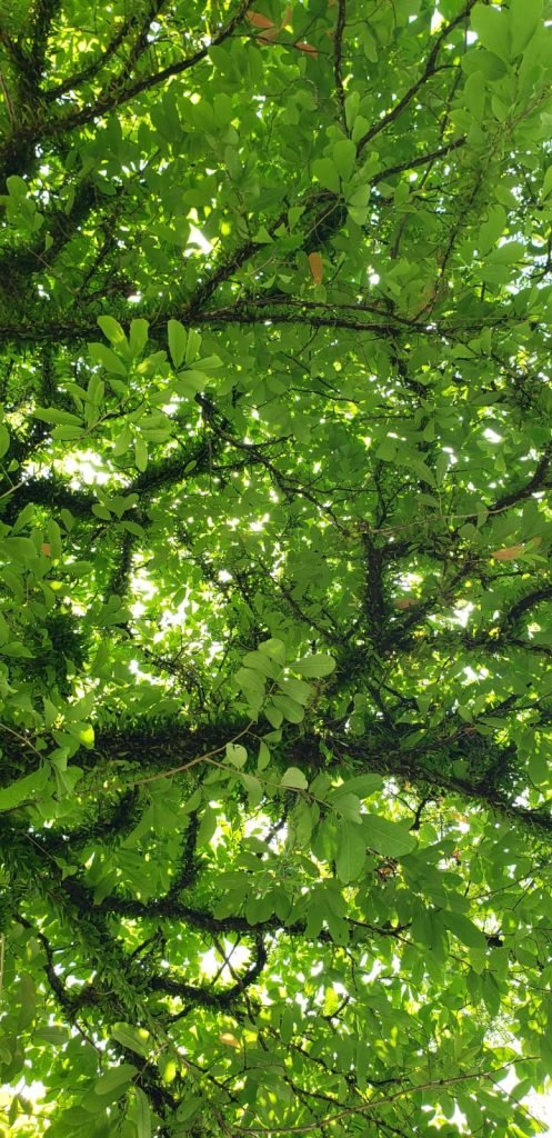 tree-with-green-leaves