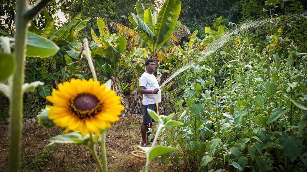 Swapan water the garden