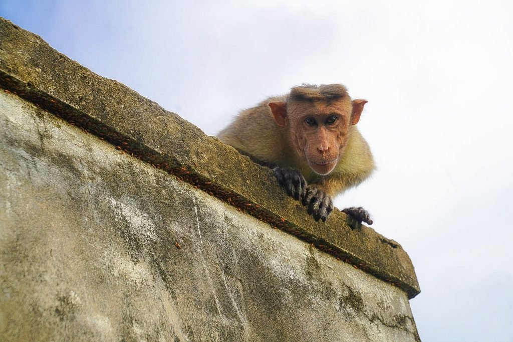 Curious monkey