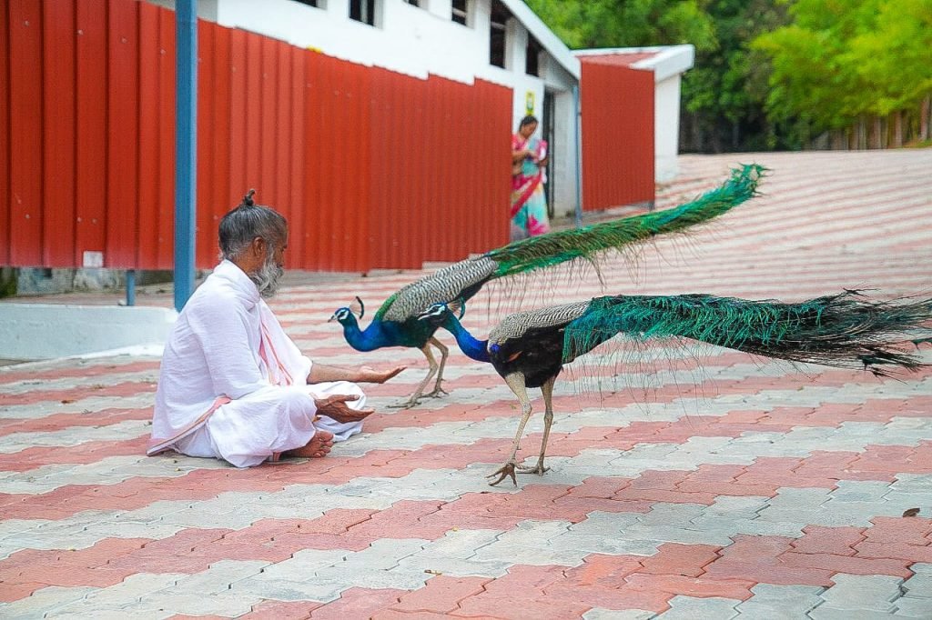 Peakcocks with Sunyogi