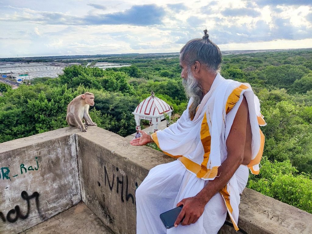 Sunyogi-monkey-looking