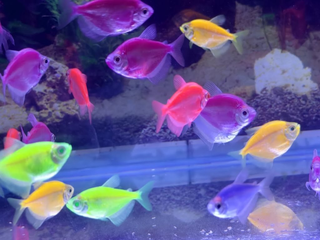 Colourful fishes