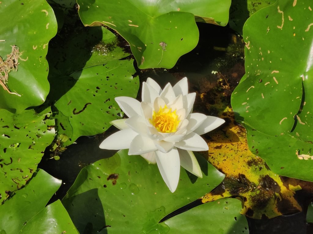 white-pond-flower