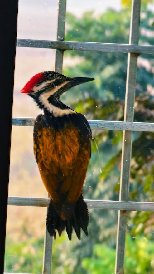 woodpecker