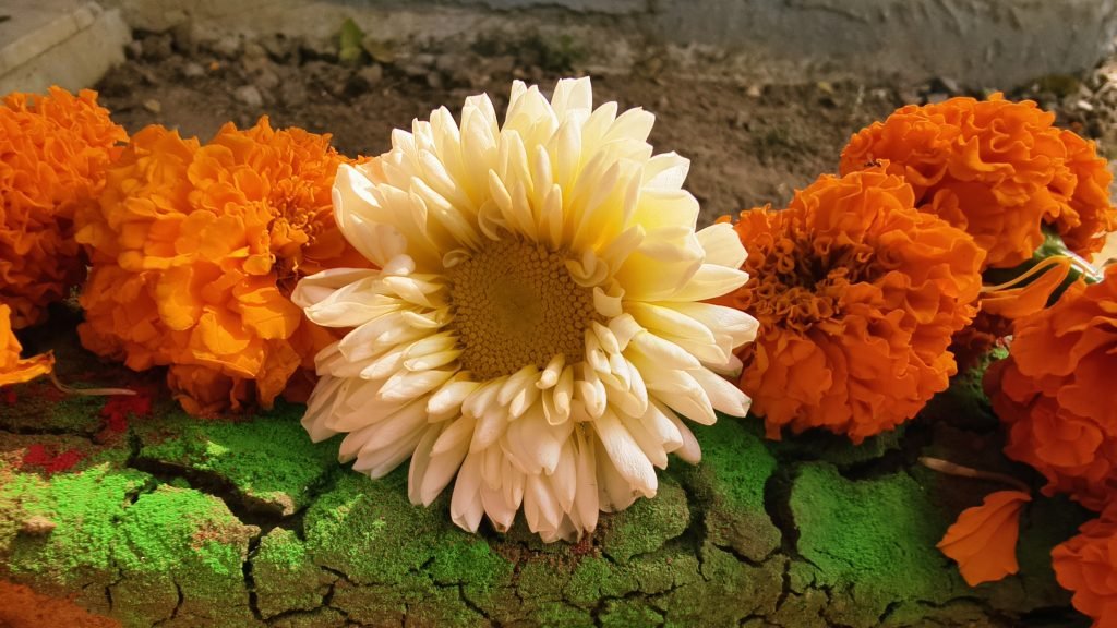 Flower-Balance-sunyoga