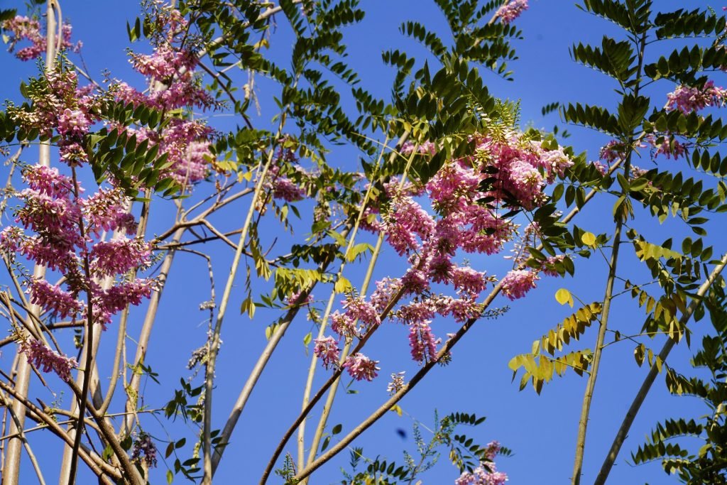 Flower power at elephant island