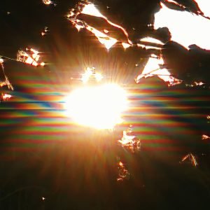 Ashram-Sun-2025-radiant-vibrant