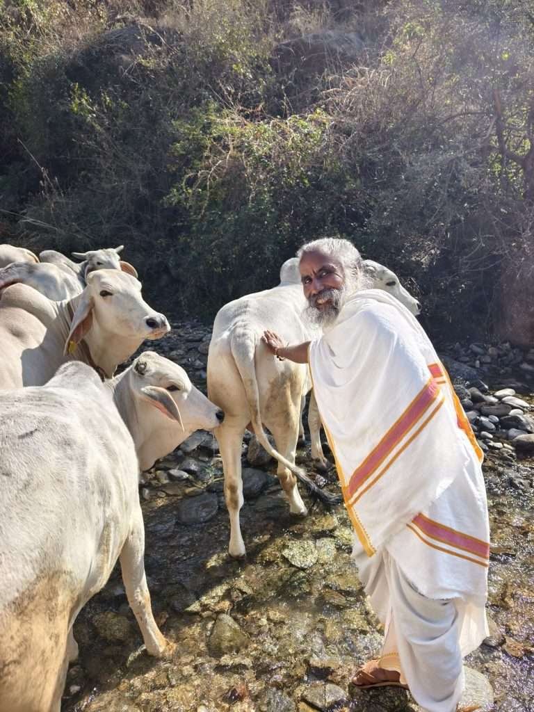 Sunyogi-with-cows-2025