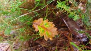 IMG 20250902 104610 1