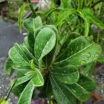 WhatsApp Image 2025 10 04 at 05.41.04