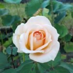 WhatsApp Image 2025 10 10 at 19.18.45