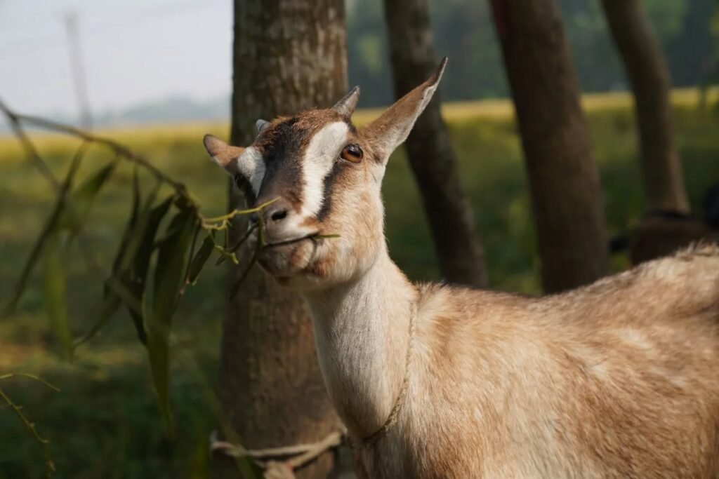 591140904 18076696949192474 8899726435775932305 n