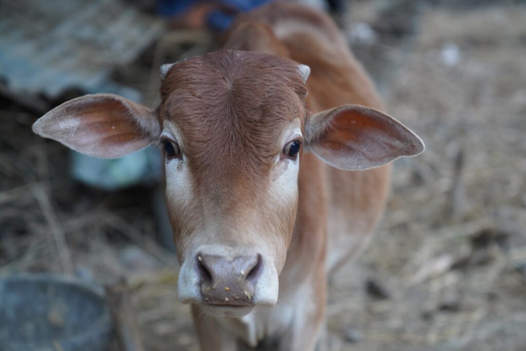 Meeting with a calf in UPC Ghosala.