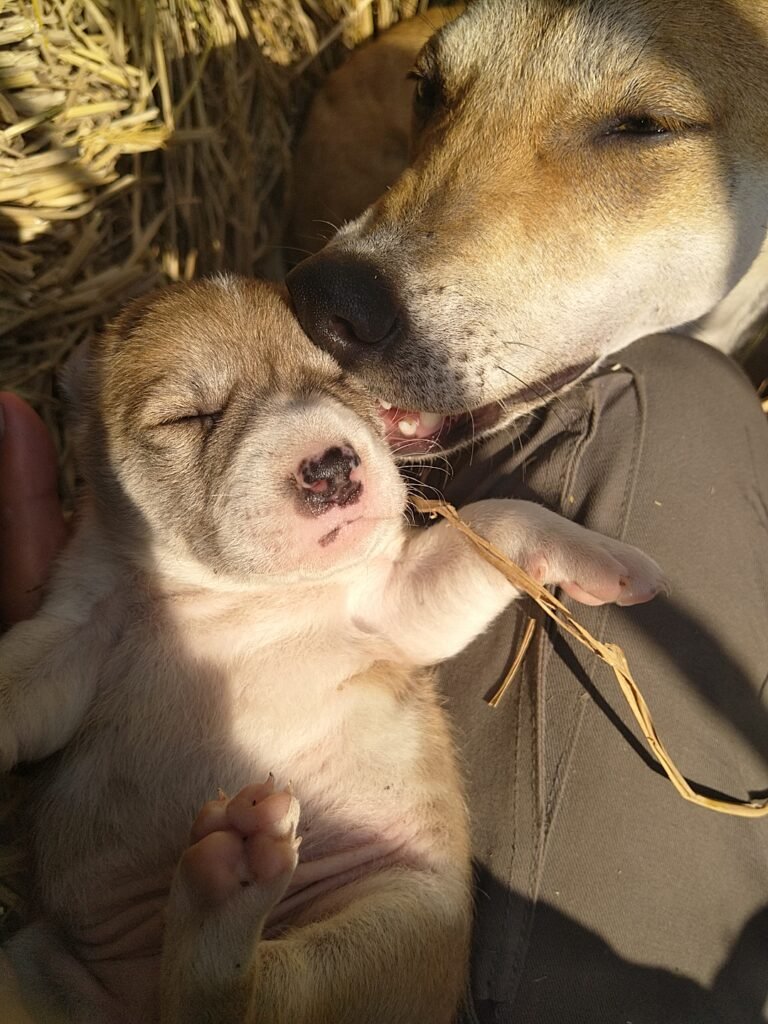Newborn puppy born in Universal Peace Centre Sunyoga Ashram ghosala, lovingly nursed by golden mother dog on hay bed, held gently by caregiver, February 2026