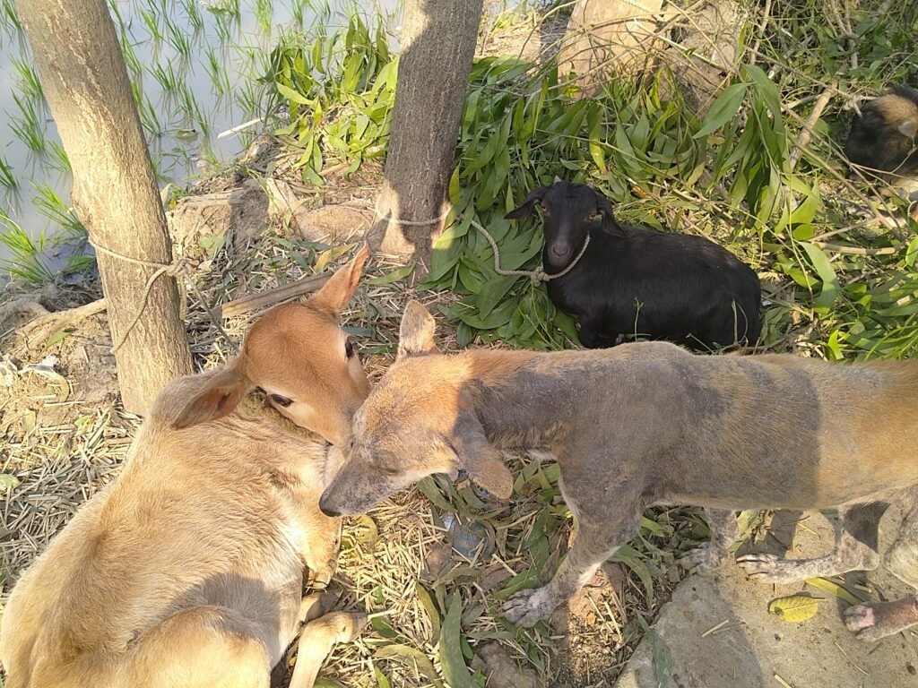 Thin tan dog affectionately nuzzling near black goat and calf amid lush green plants, trees, and paddy fields at Sunyoga Ashram ghosala, Universal Peace Centre, Lachipur, West Bengal, February 2026. 