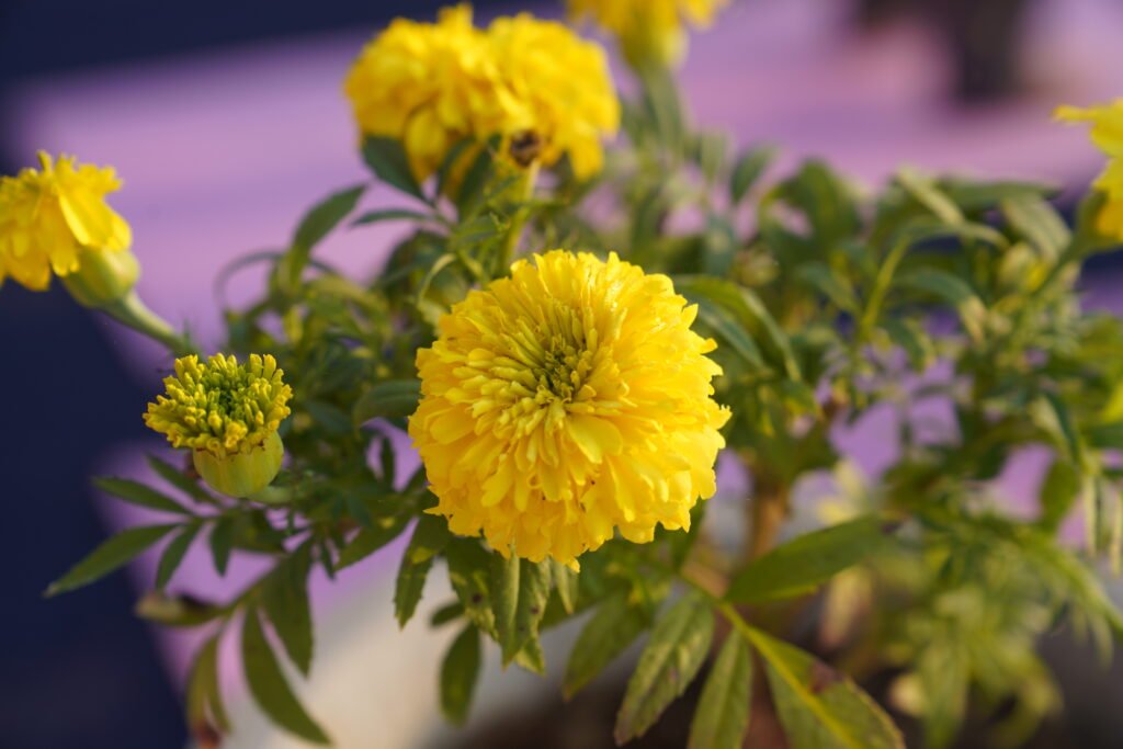 Yellow Flowers at Sunyoga Ashram